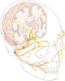 facial palsy stem cell treatment