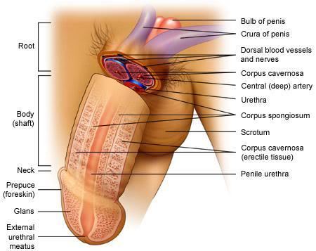 điều trị rối loạn cương dương bằng tế bào gốc