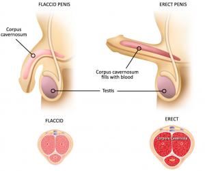 điều trị rối loạn cương dương bằng tế bào gốc